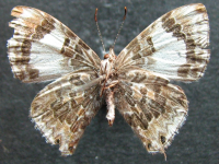 Adult Female Under of Marbled Line-blue - Erysichton palmyra tasmanicus